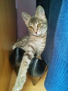 gribouille relaxing in some shoes