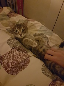 gribouille getting tummy pets