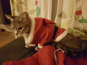 gribouille in her christmas cat costume