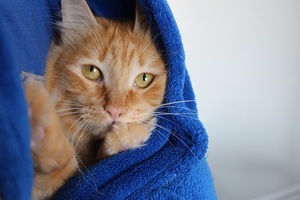 Kali wrapped in a blue blanket