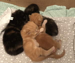 two pairs of kittens all cuddled up together