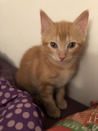 a cute fluffy orange kitten