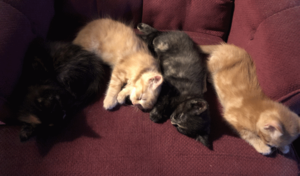4 adorable kittens