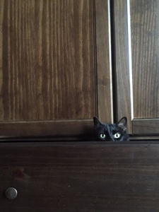 Audrey hiding in a shelf