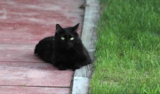 Audrey outside laying on a sidewalk