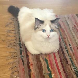 Mowzer relaxing on the rug