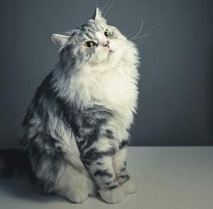 a persian cat
