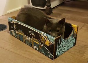My cat beast relaxing in a catbox
