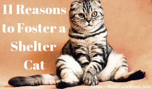 a scottish fold cat with the text 11 reasons to foster a cat