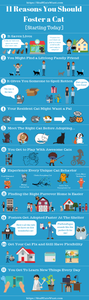 11 reasons to foster a cat infographic