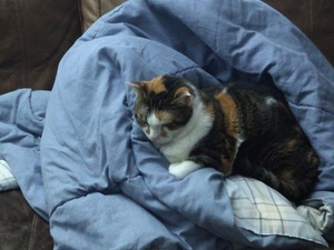 Tidbit sleeping