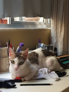 Tutu relaxing on the table