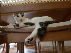 Tutu relaxing on a dining room chair