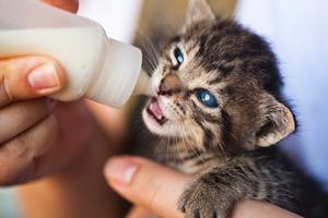 a kitten being bottle fed