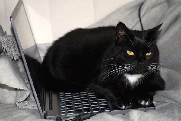 a cat sitting on a laptop