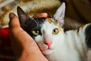 a calico cat with a hand under its head