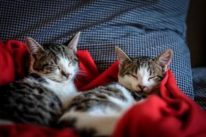 two cats sleeping together