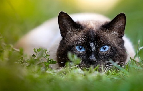 a Siamese cat hunting in the grass
