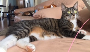 Mako, the resident cat
