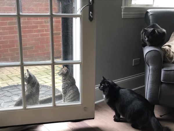 All four cats looking out the door