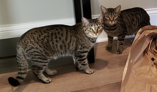 Colleen and Colette, two tabby cats