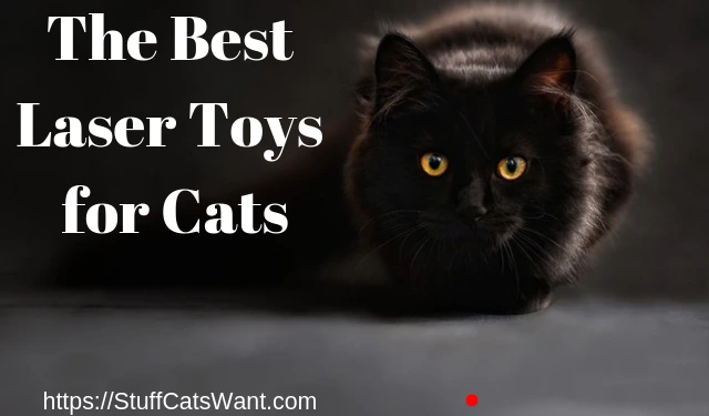 black cat looking locked into something