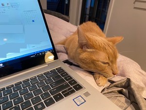 Duke laying next to a laptop