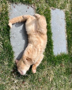 Duke lazing in the sun
