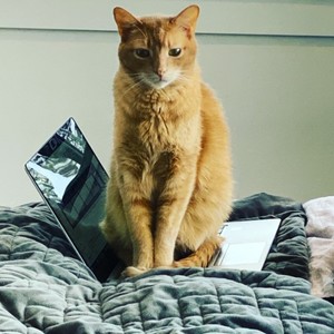 Duke standing on a laptop