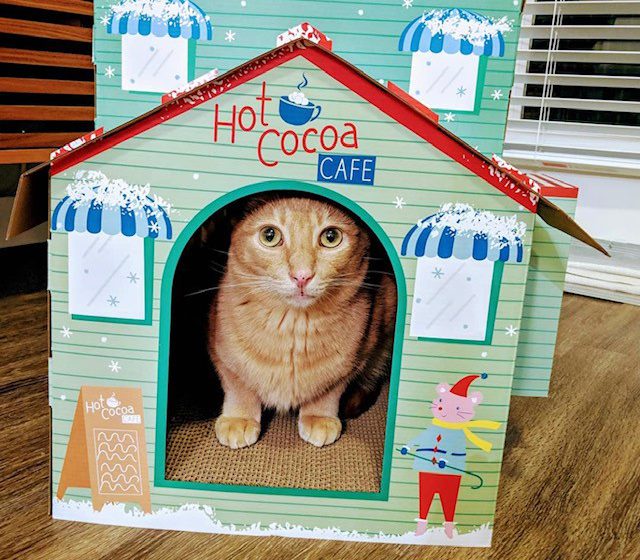 Duke the orange cat in his house